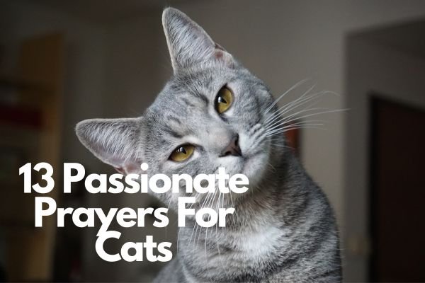 13 Passionate Prayers For Cats