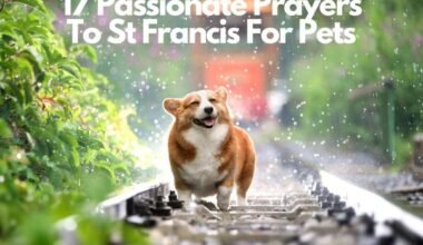 Prayers To St Francis For Pets